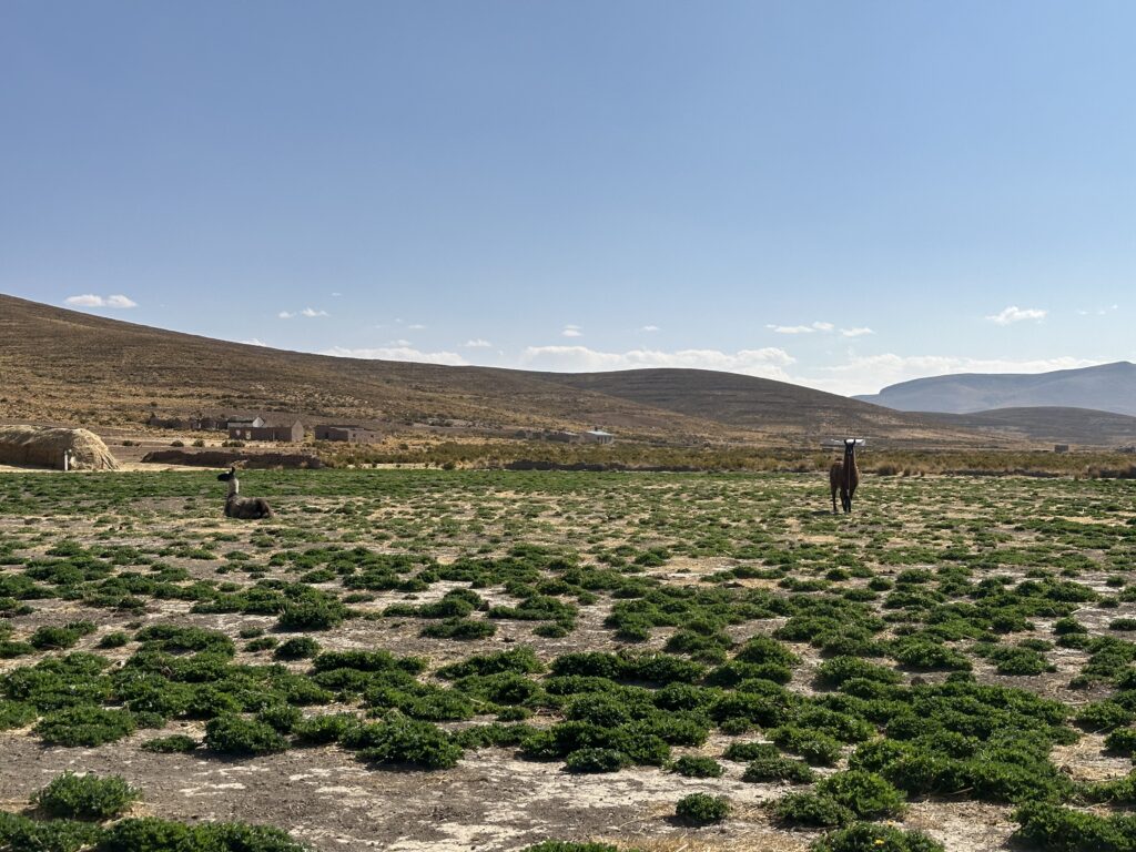 Photo of llamas in an open field with greenery and mountains in the backdrop in Bolivia