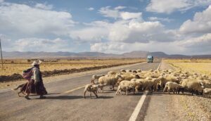 Woman and sheep crossing the road in Culli Culli Alto, Bolivia